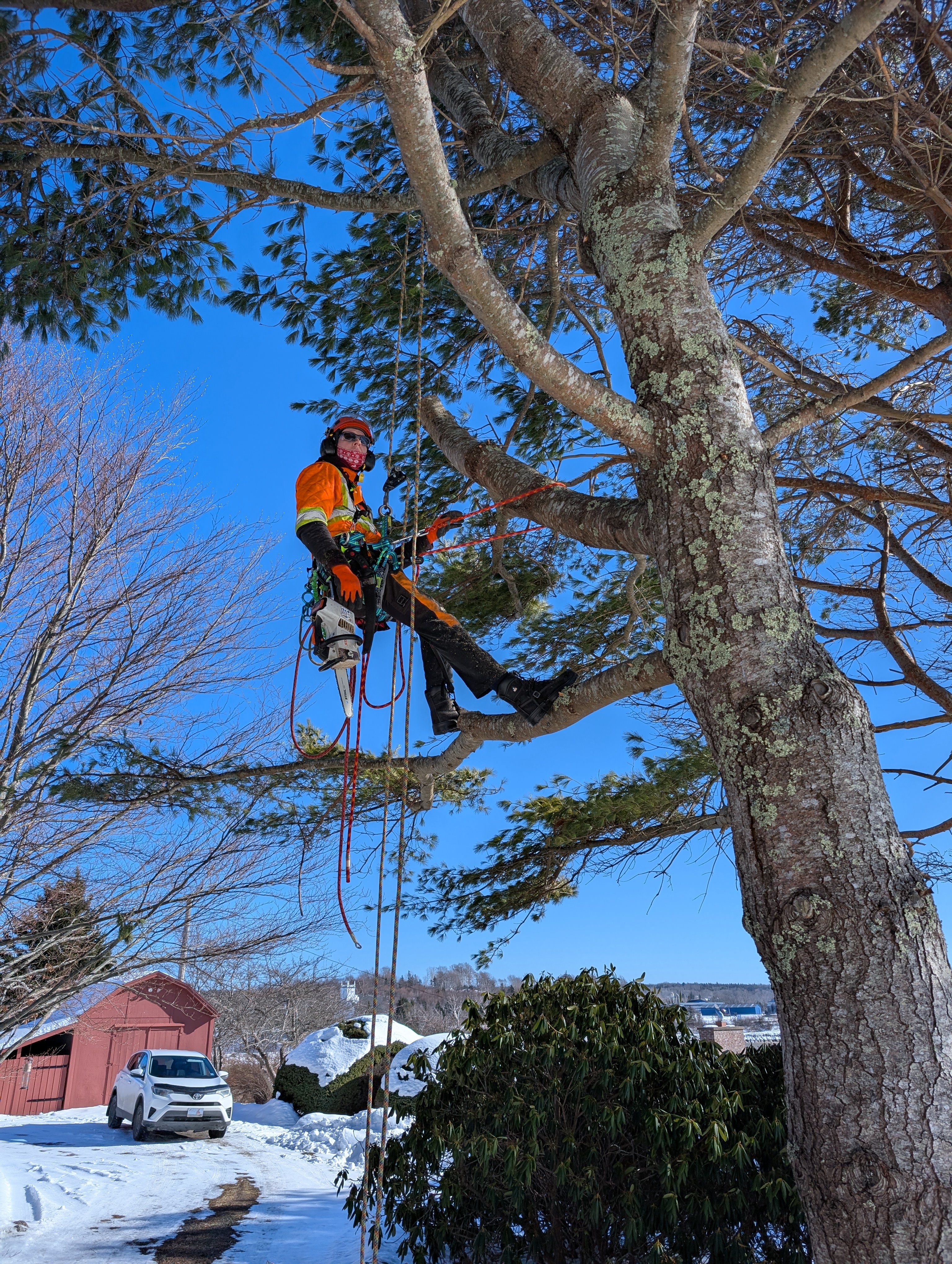 Dragonfly Tree Care team working in Southern Nova Scotia