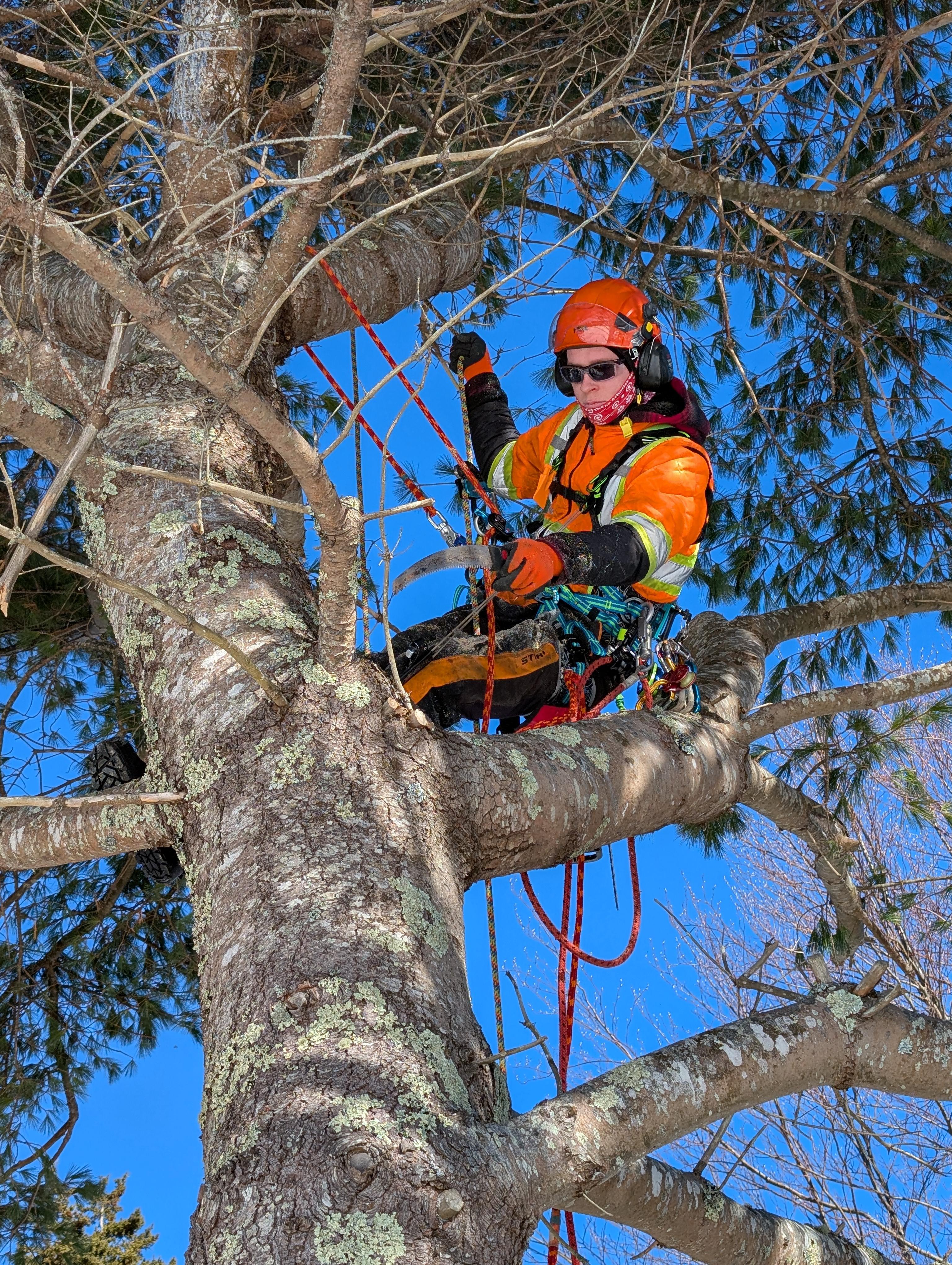 Tree Pruning & Trimming