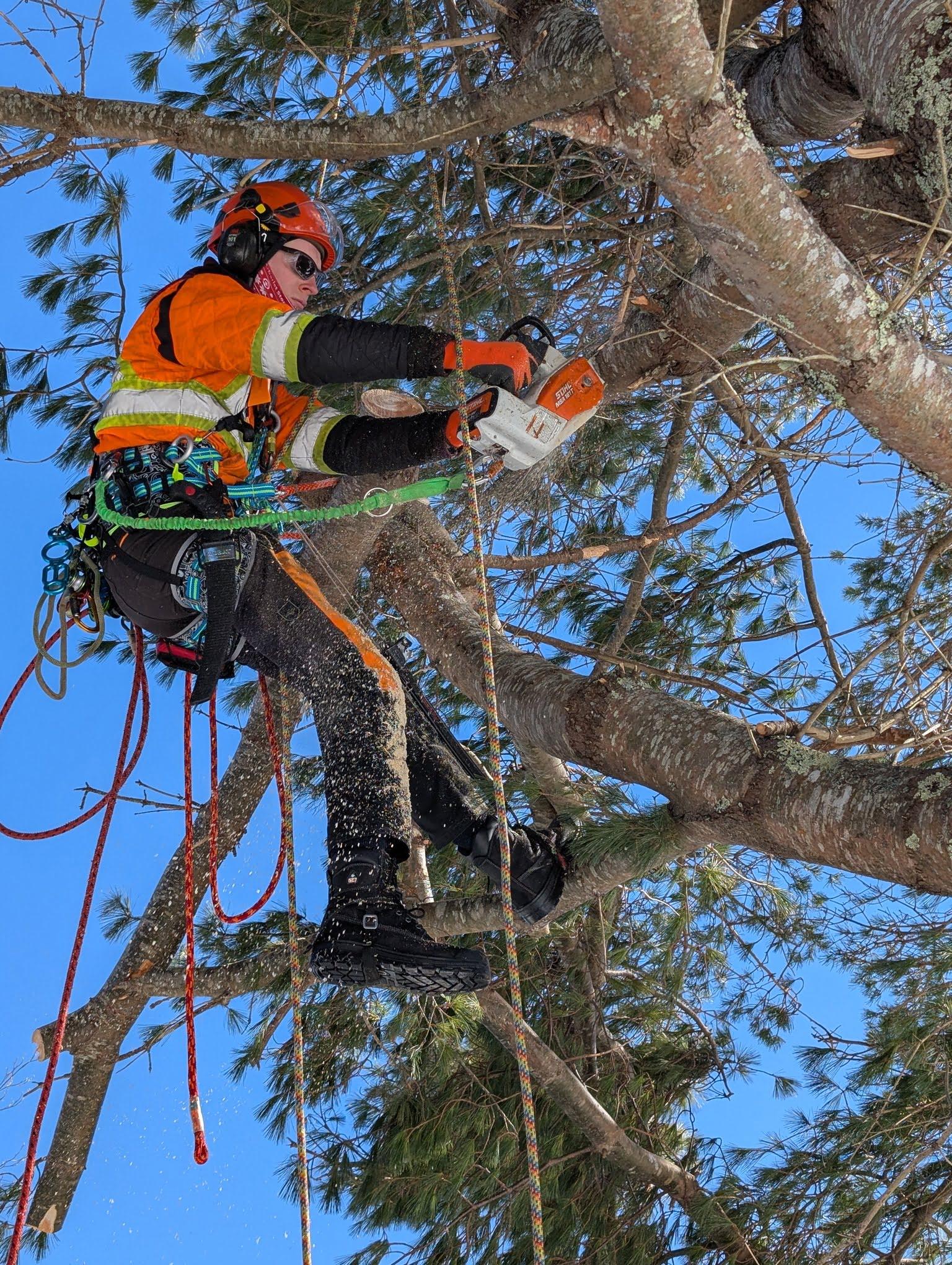Tree pruning in action