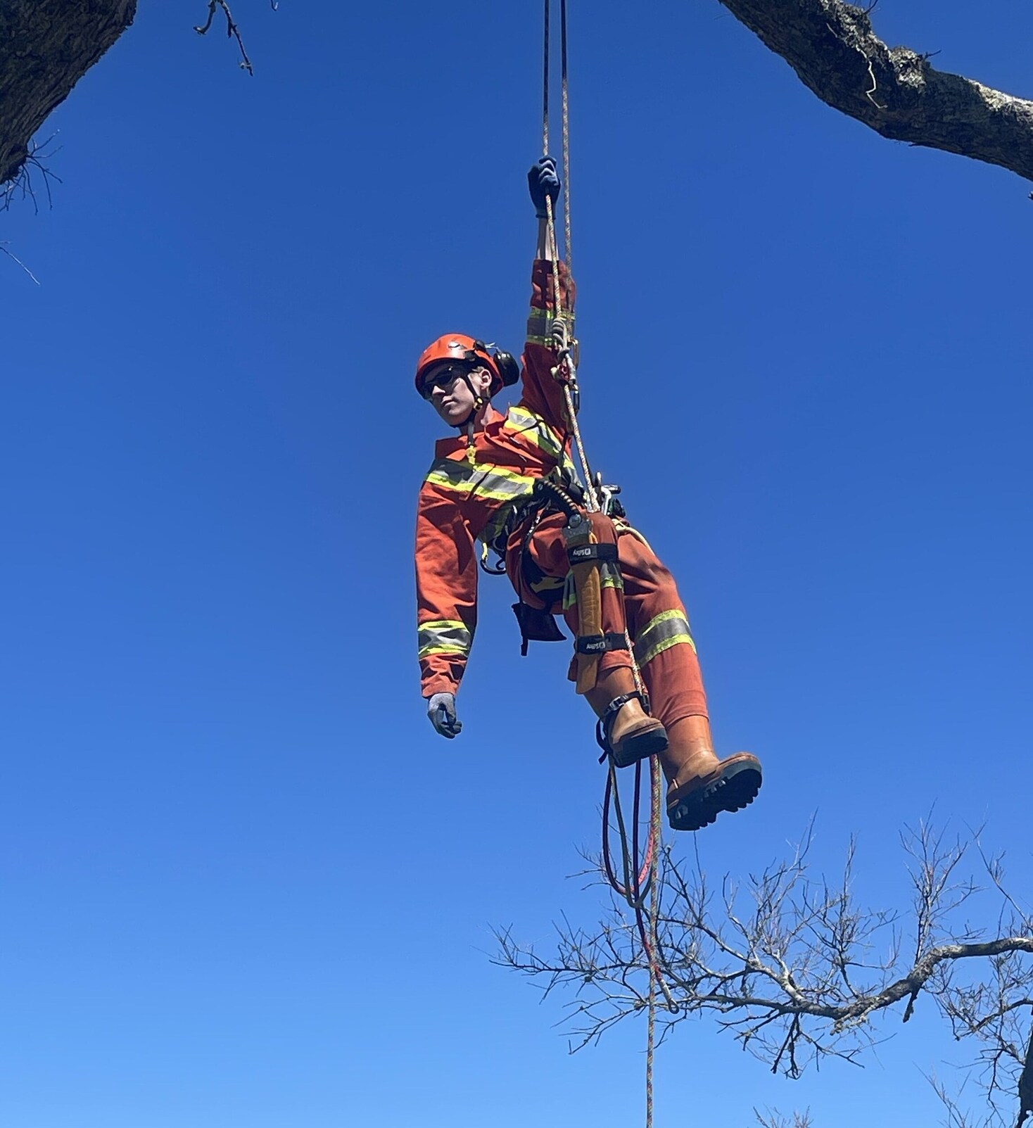 hoisted tree care