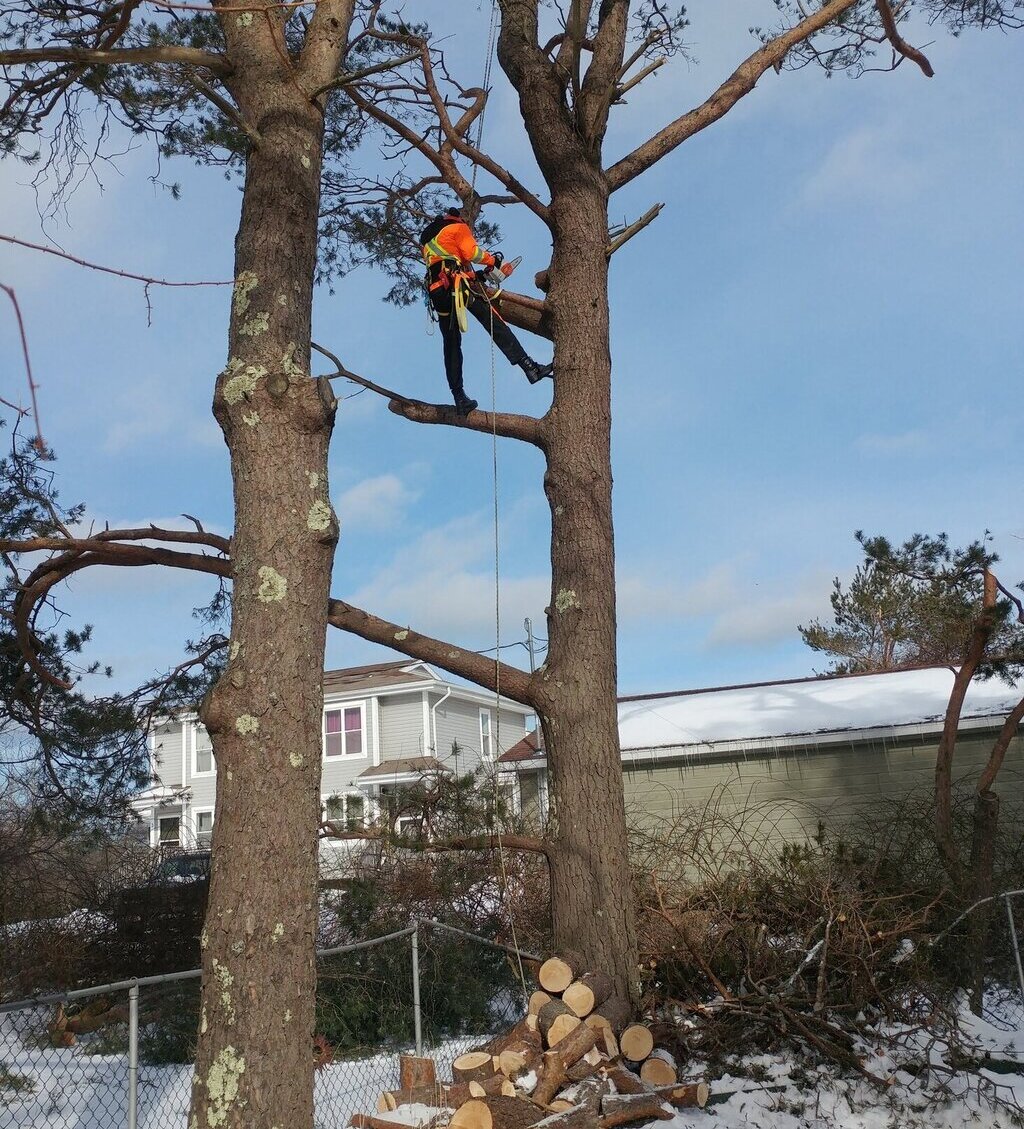 Icon for Tree Pruning & Trimming